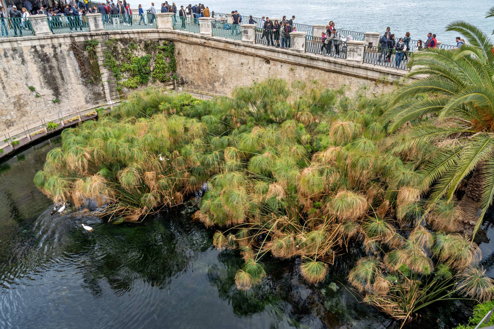 Die Fonte Aretusa, nahe dem Meer und umrahmt von Papyrus, liegt nördlich der Strandpromenade. Der Sage nach wurde die Nymphe Arethusa hier zur Quelle, verfolgt von einem Jäger, der sich als Fluss zu ihr gesellte. In der Antike war sie zentral für Syrakus und zierte Münzen. Ihr Wasser fließt untermeerisch.